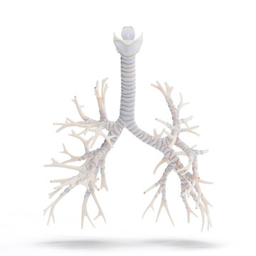 Illustration of the human respiratory system