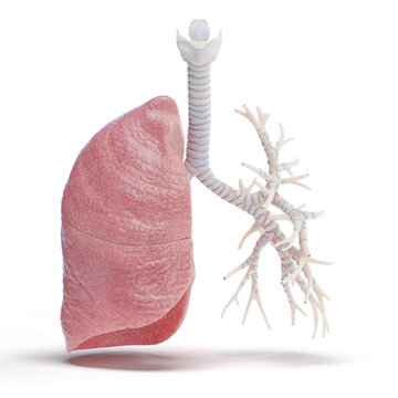 Illustration of the human respiratory system