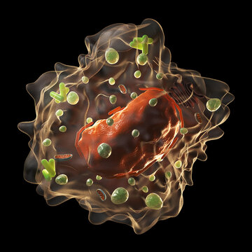 Illustration of a macrophage