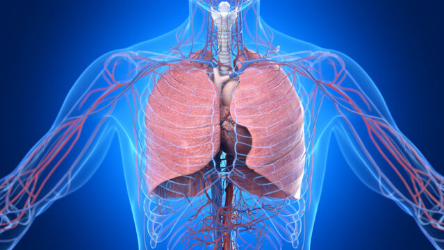Illustration of the male cardiopulmonary system
