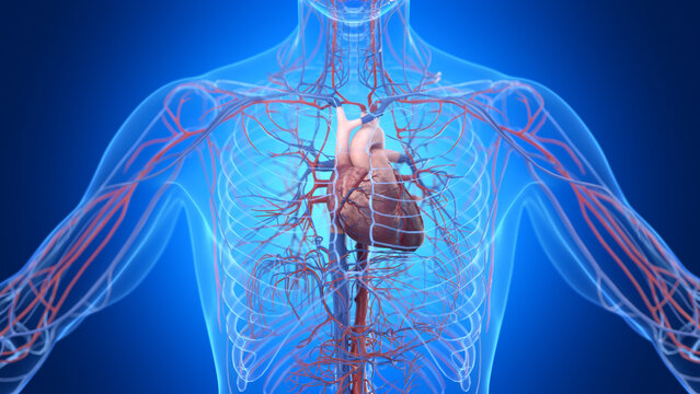 Illustration of the male cardiovascular system