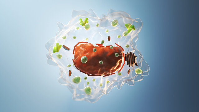 Illustration of a macrophage