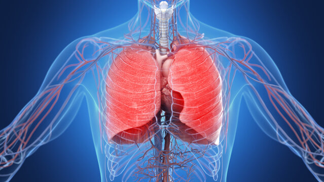 Illustration of the male inflamed lungs