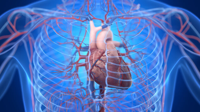 Illustration of the male cardiovascular system