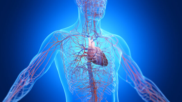 Illustration of the male cardiovascular system
