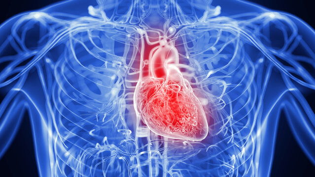 Illustration of a male inflamed heart