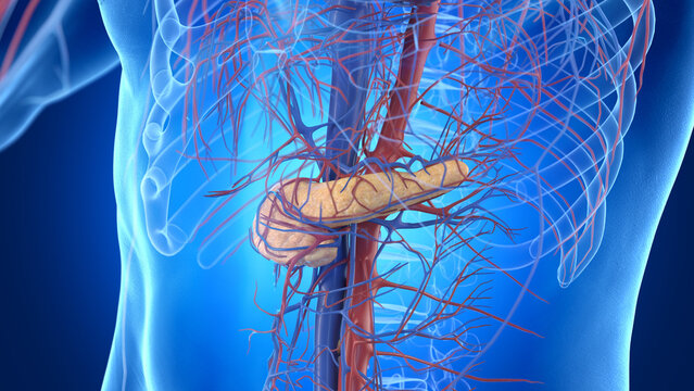 Illustration of the male pancreas and cardiovascular system