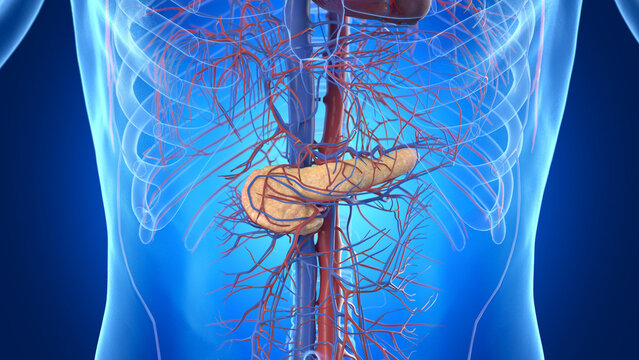 Illustration of the male pancreas and cardiovascular system