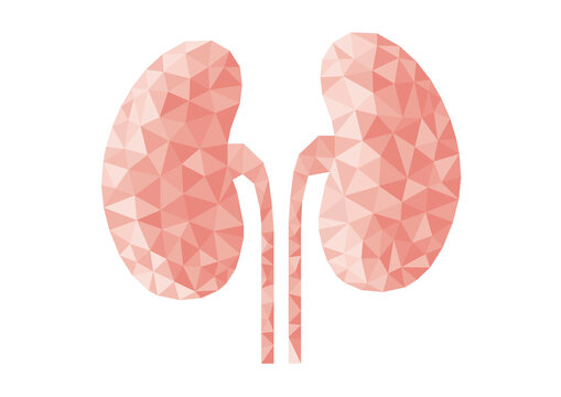 Kidneys and ureters, illustration