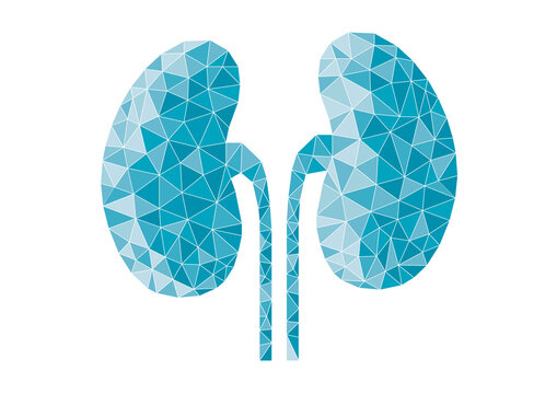 Kidneys and ureters, illustration