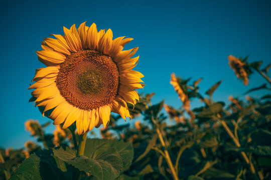 Blooming sunflower field bathed in golden sunset light. Agricultural abundance, sustainable farming and harvest season concept.