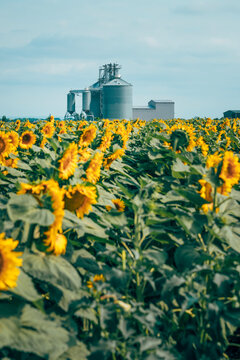 Blooming sunflower field with agricultural grain silos in the background under a bright summer sky. Crop production, rural infrastructure and sustainable farming concept.