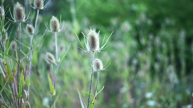 Wild teasel plants swaying in breeze, forest teasel with spiky flower heads, natural meadow and greenery, flora botanical, wild plant growth, Cloth lint, field detail. Forest lint or Dipsacus.