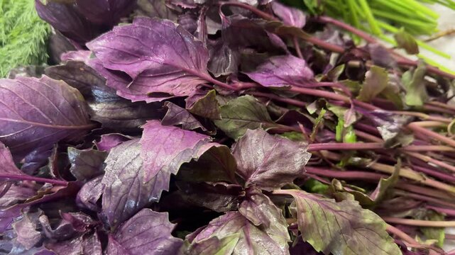 Large fresh bunches of basil, parsley, and dill on a wooden kitchen table, vibrant green herbs, aromatic cooking ingredients, candid authentic life.