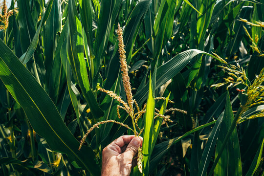 Agronomist holding corn tassel in green cornfield showing farming and crop growth in summer