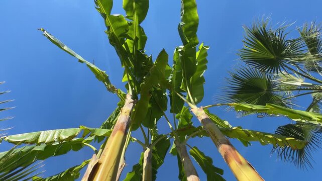 Low-angle view of a banana tree against a clear blue sky, with broad green leaves stretching upward and vibrant tropical foliage in sharp detail.