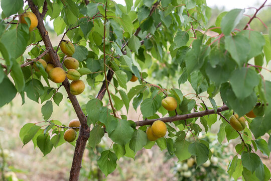 Young apricot tree laden with ripe fruits in a rural garden