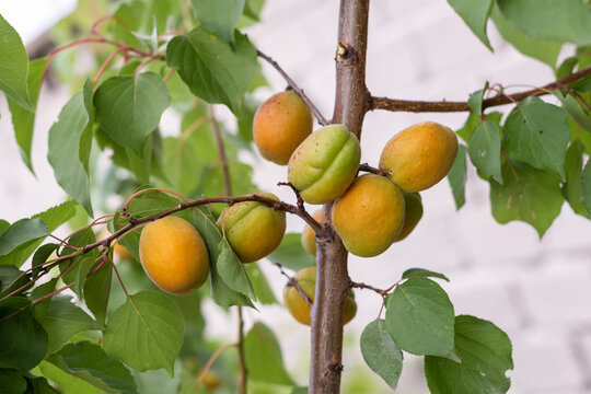 Cluster of ripe apricots hanging on a tree branch in summer