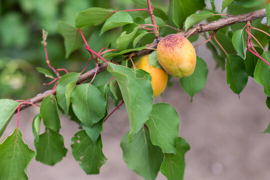 Close up of two ripe apricots on a branch with copy space