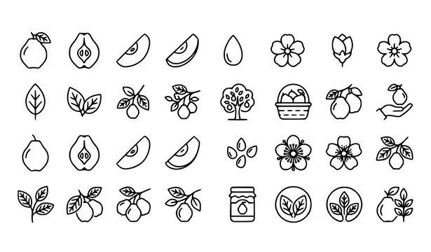 Quince Outline Icon Set Orchard Fruit Vector Collection