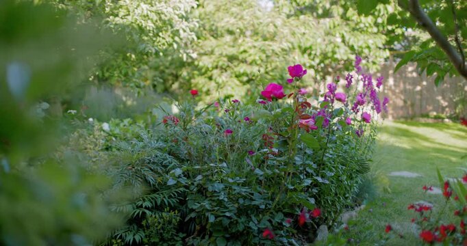 Pink roses flowers blooming in summer backyard garden