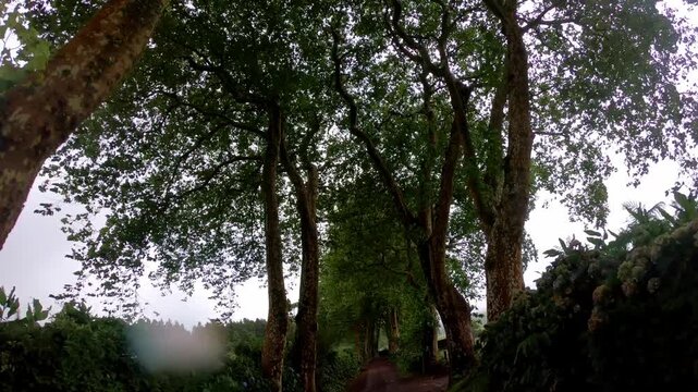 POV glance through plane trees in Furnas park mood shot for travel docs, Sao Miguel, Azores