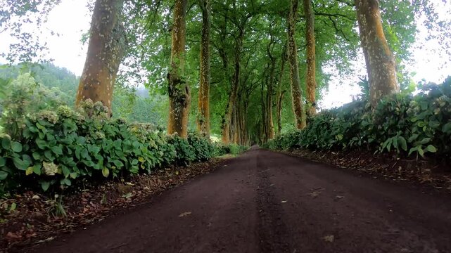 Red dirt road cuts through plane tree avenue low handheld push, establishing shot, Sao Miguel, Azores