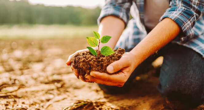 A farmer kneels on the ground, holding a small green plant. An agronomist plants a tree in fertile soil in a farm field. Concept of gardening and farming.