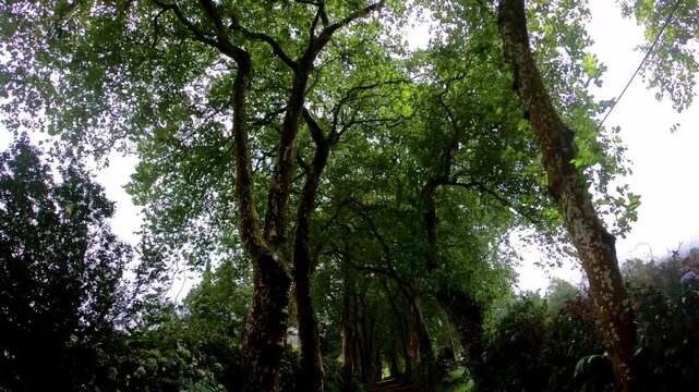 Walking POV through plane tree canopy on rural road, Sao Miguel b-roll for travel docs, Azores, Portugal