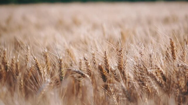 Close-up of ripe wheat ears gently swaying in the wind across a golden grain field, capturing the beauty of the summer harvest and peaceful rural landscape.