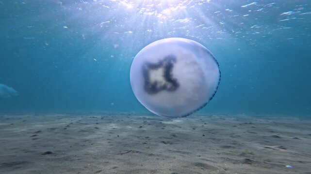 Clear blue ocean with jelly fish underwater and sandy sea bottom with waves on sunny day