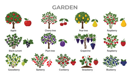 Garden fruit tree and berry bush vector icon set. Apple, cherry, pear, plum, grapevine, strawberry and blueberry elements. © Mahamuda Studio 