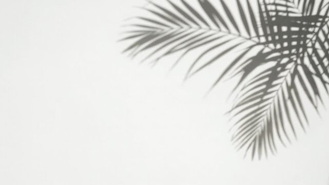 palm frond shadow moving from wind on bright white background with copy space for text video