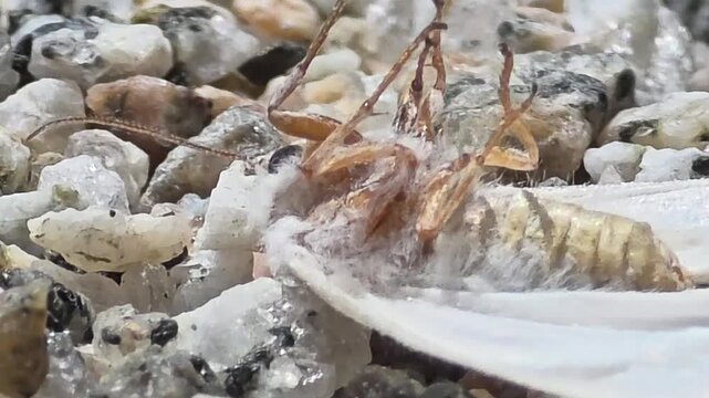 


Macro shot of a white moth flipped upside down and struggling on the gravel ground, 4K UHD
