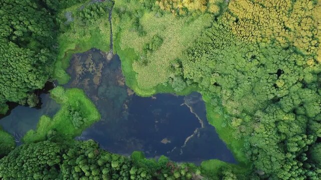 Vertical aerial over hidden valley pool surrounded by dense green canopy scene setter, Flores, Azores