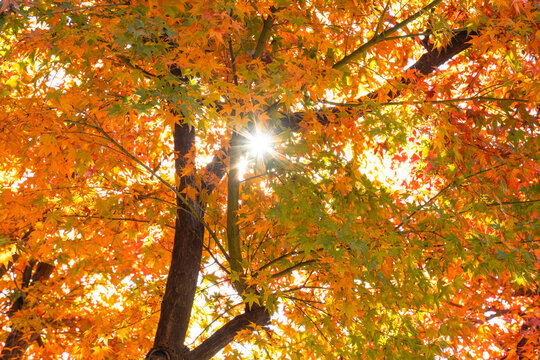 Beautiful autumn maple tree leaves with orange and red foliage against blue sky.