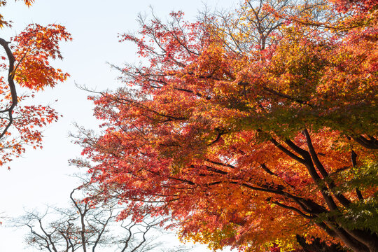 Beautiful autumn maple tree leaves with orange and red foliage against blue sky.