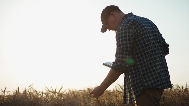 Farmer with a notebook inspecting the ripeness and condition of wheat ears while standing in a wheat field at sunset, capturing crop assessment, harvest readiness and modern farming.