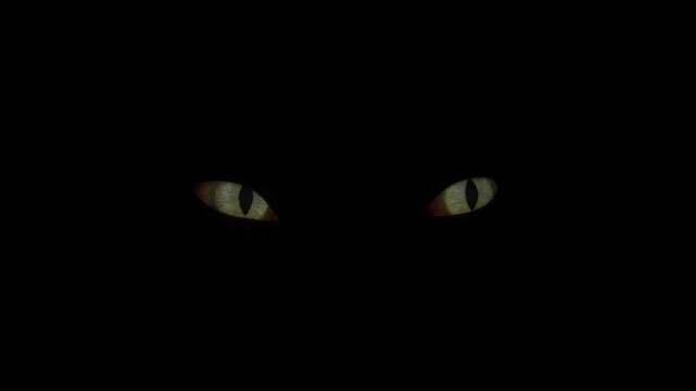 Glowing eyes of animal stare intently from total darkness. Scary creature watching from shadows in night. Mysterious predator gaze in black background horror scene