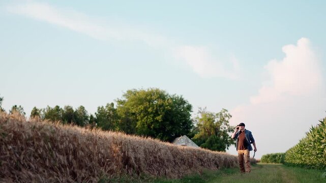 Adult farmer talking on a smartphone while walking along a ripe wheat field, coordinating harvest operations and managing agricultural business in the countryside.