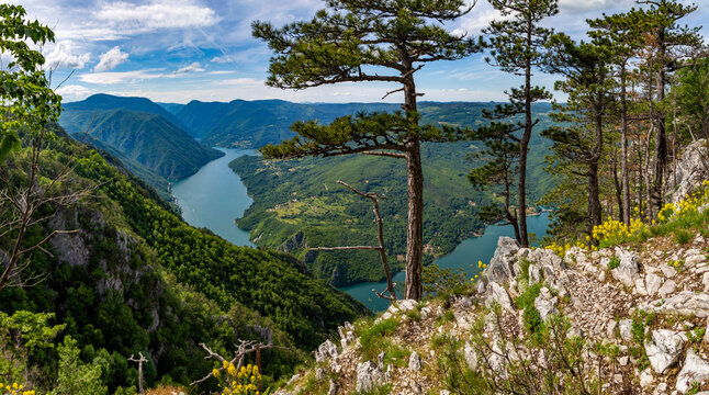 Resilient pine trees growing on steep rocky cliffs overlooking the winding Drina River canyon in Tara National Park. Serbia
