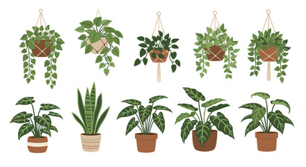 Fototapeta premium Beautiful collection of green indoor plants in hanging macrame planters and ceramic pots, isolated on white background.