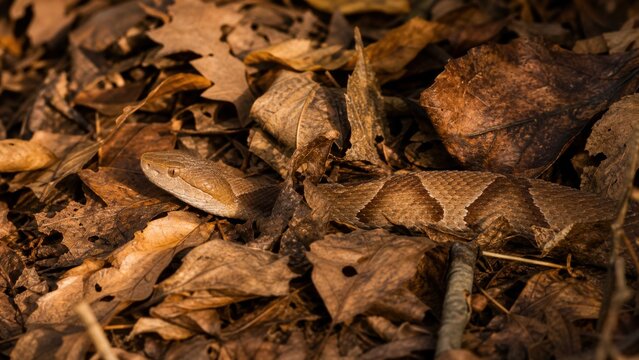 Copperhead Snake Camouflaged in Autumn Foliage Displays Masterful Ambush Tactics During Golden Hour While Partially Hidden Under Brown Forest Leaves