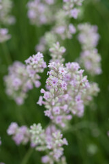 Obraz premium Beautiful white lavender in the garden in summer