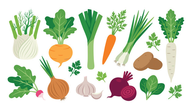 Root vegetable flat vector illustration set. Fresh organic farm harvest, raw carrot onion potato garlic beetroot and healthy agriculture elements.
