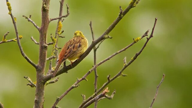 Yellowhammer Observing Surroundings in Traditional Orchard Meadow at Sunrise, Germany, 4K