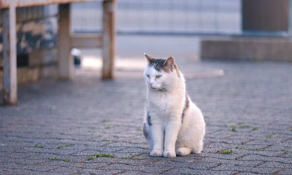 Stray cat is sitting in the backyard and cat looks away sadly. Panoramic image.