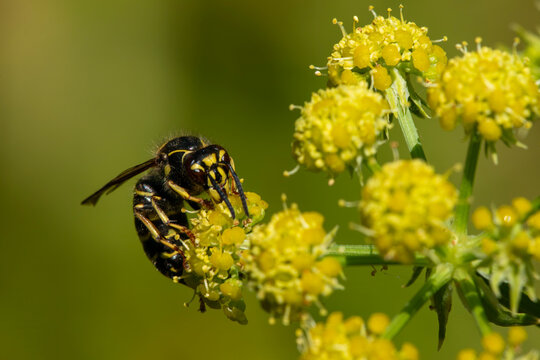 a tree wasp (Dolichovespula sylvestris) feeding on nectar and pollen from a lovage flower