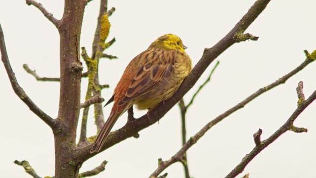Yellowhammer Observing Surroundings in Traditional Orchard Meadow at Sunrise, Germany, 4K