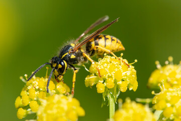 The common wasp (Vespula vulgaris) feeding on nectar from a lovage flower.  Extreme close up, side view © Wildwatertv